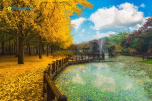 Đảo Nami (Nami Island)