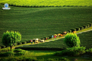Du Lịch Mộc Châu Và Những Địa Điểm Không Thể Bỏ Qua
