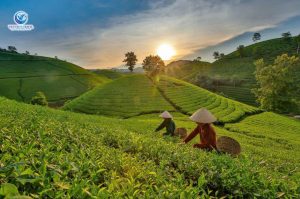 Mộc Châu Tháng 12 Khung Cảnh Đẹp Như Tranh Và Những Điểm Check-in Hot Nhất