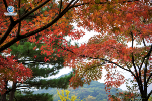 Khám Phá Busan – Seoul – Nami Island Năm 2025