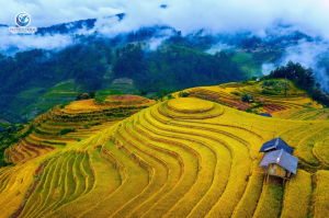 Mù Cang Chải – Ngọc Chiến – Tà Xùa: Hành Trình Chạm Vào Vẻ Đẹp Nguyên Bản Của Tây Bắc